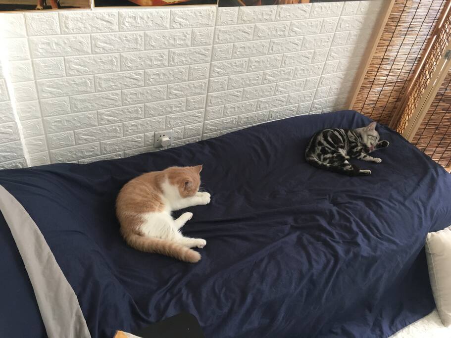 下午,日照情况下… 猫咪室内散养,易亲人,好上床…介意者慎重