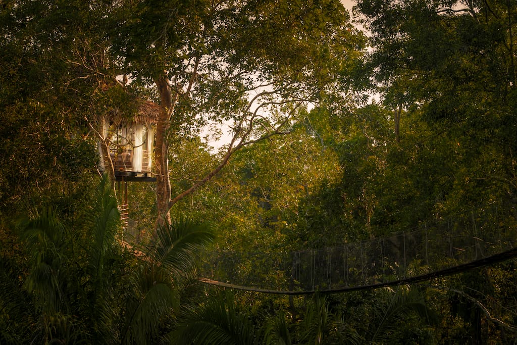 Canopy Walk