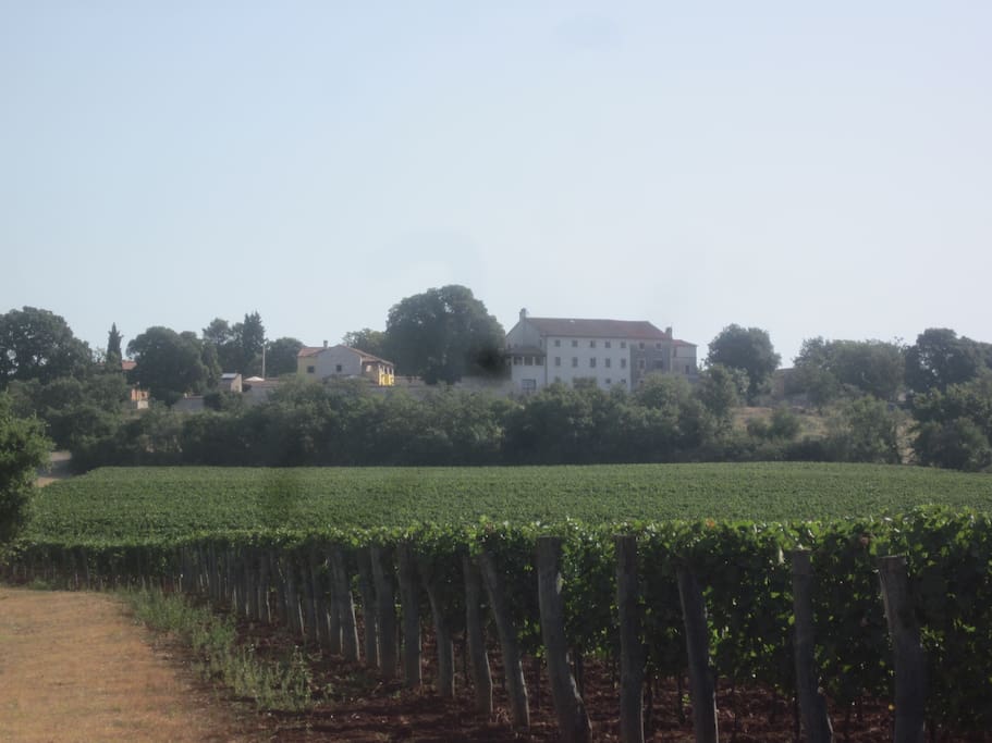 Estate from distance surrounded with vineyards