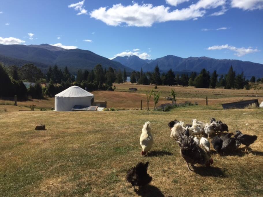Your home for the night, Yurty, sits on a gentle slope in her own small field. Our free-ranging chickens have happy lives and may want to say hello.