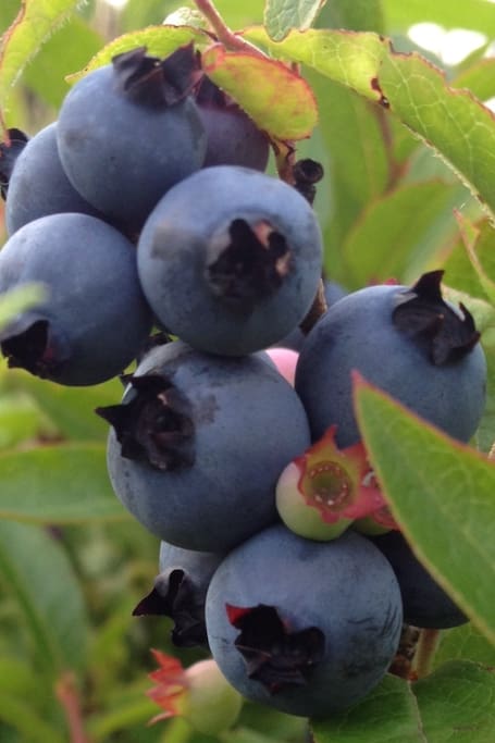 Abundance of wild berries near property.