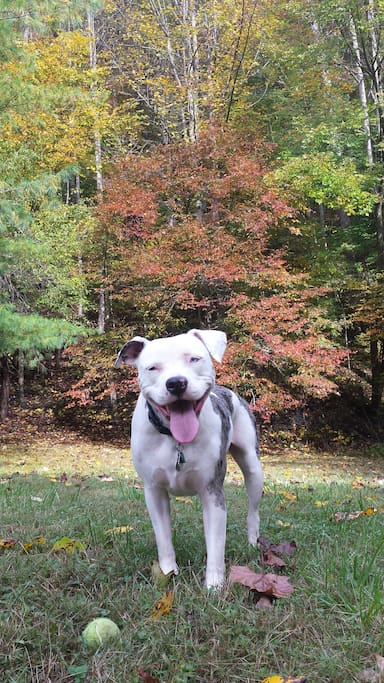 Nearly 1 acre of fenced-in yard space for puppers and their humans to run around in
