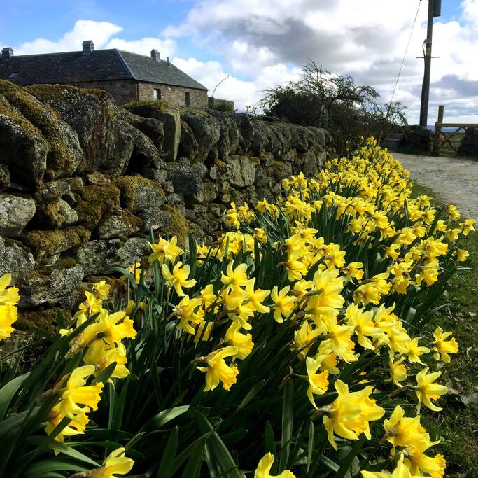 Spring at Burmieston