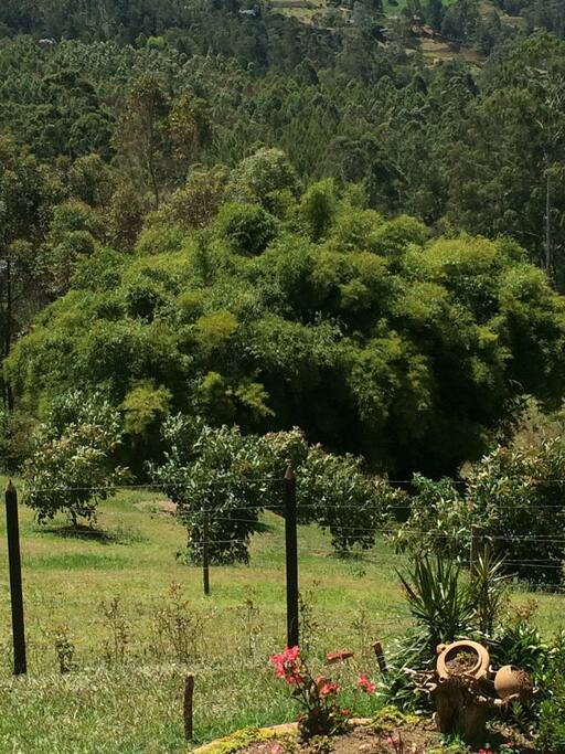 La belleza de la naturaleza es indescriptible además se respira aire puro!!!