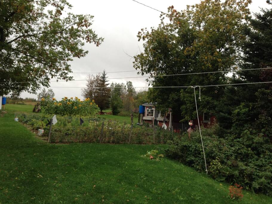Stephen's garden