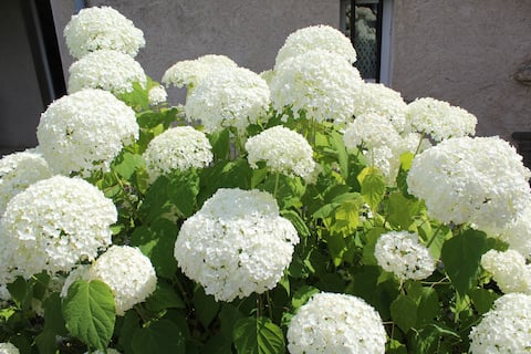 Quiet accommodation "Le Poule House"