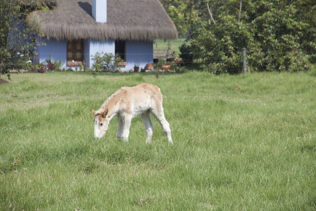 Rodeado de animales