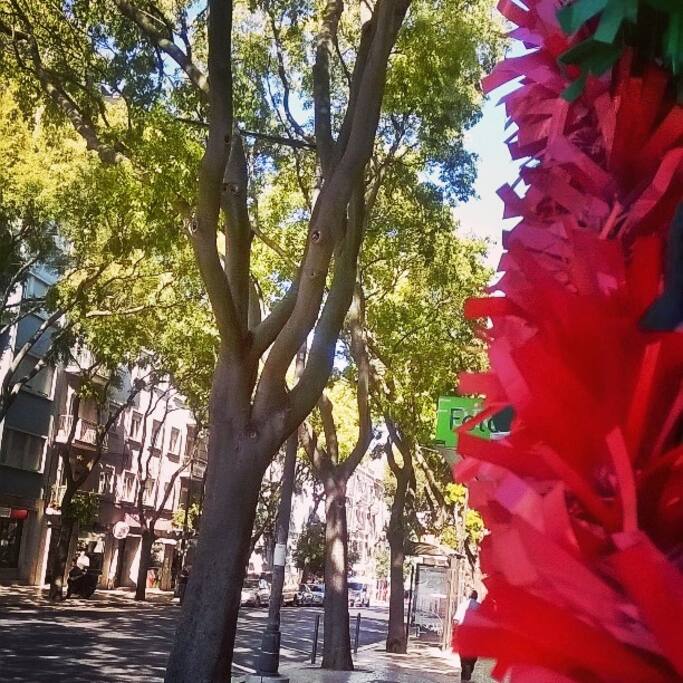 Beautiful streets with trees near the flat
