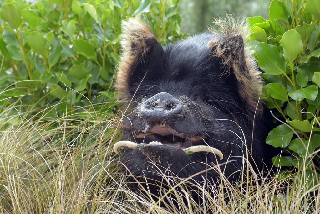 Meet dotcom, he's our lovely kunekune pig who is really part of the family