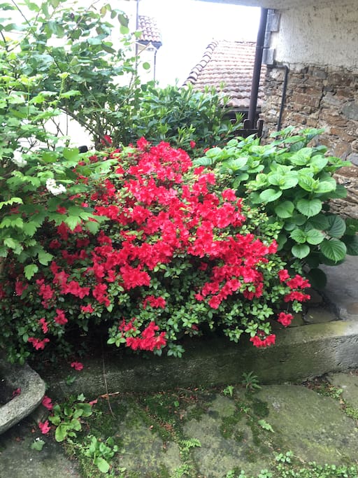 Giardino