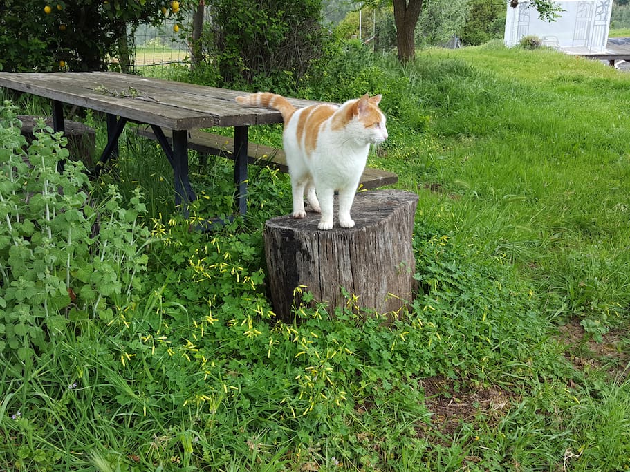 Ferocious Ranch Cat! HA! You'll never see him!
Shady picnic area