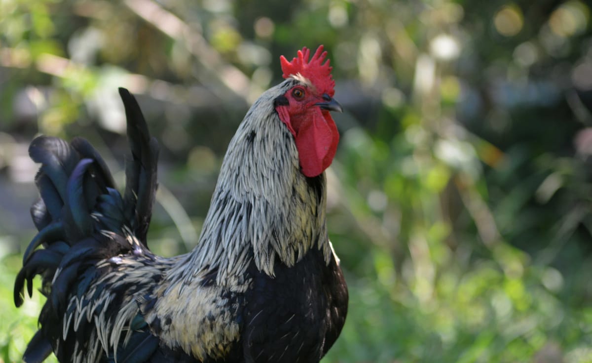 A rooster with striking black and white plumage is depicted standing on green grass. The vibrant red comb and wattle are prominently visible, contrasting with the natural backdrop of foliage. The setting suggests a serene outdoor environment.