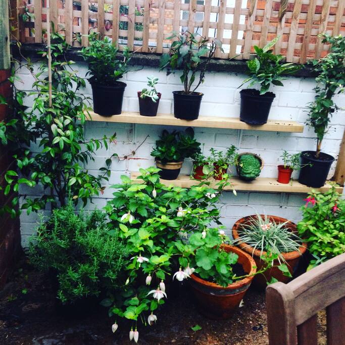 Back yard