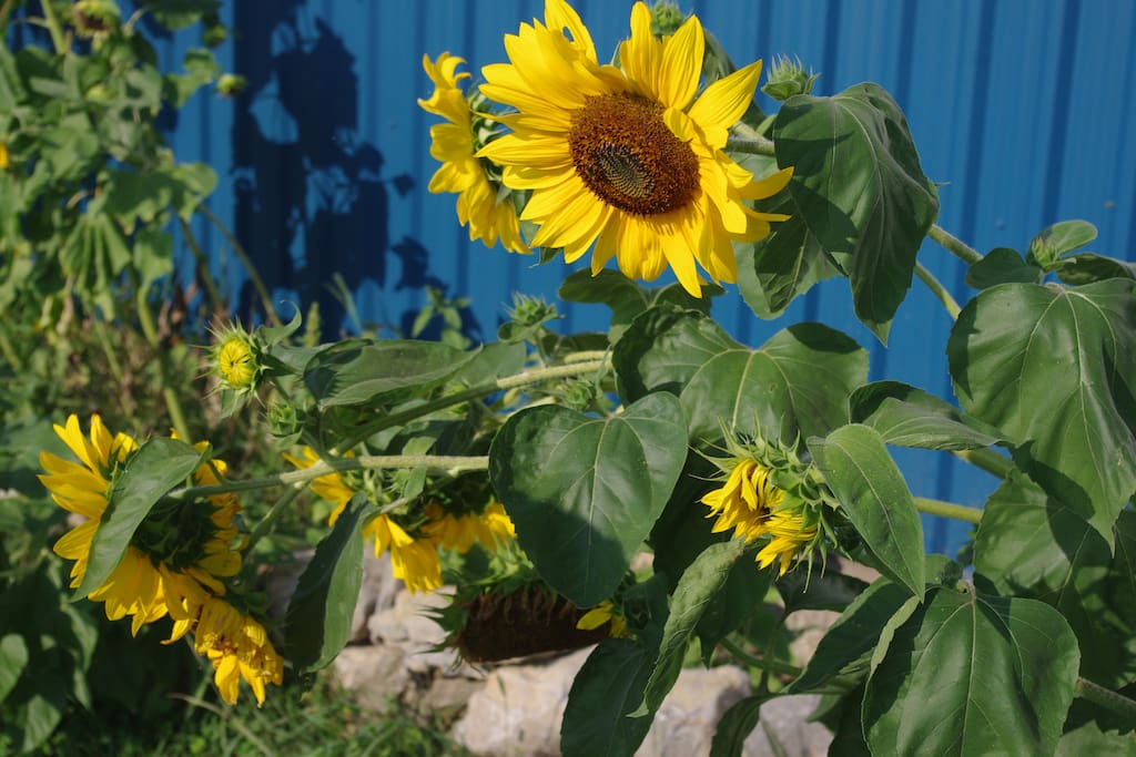 Sunflowers in their glory, late August