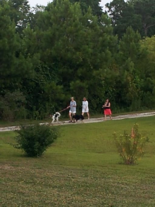 Everyone walks the dogs