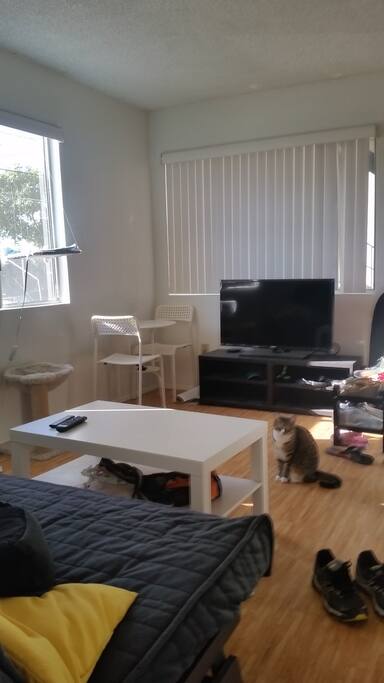 Wifi and TV (no cable), cat won't be there:)