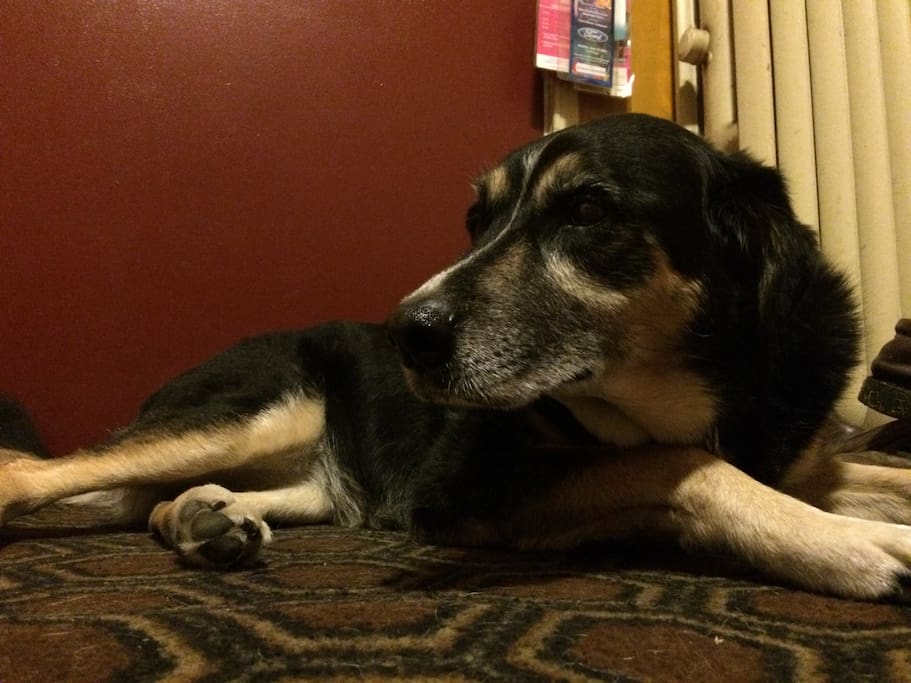 Pets are allowed. This is my gentle, old dog, Lilly. I have a fenced-in backyard, also.