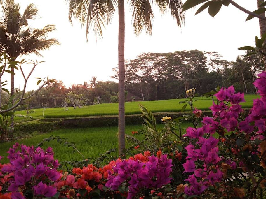 Nice Rice Field behind the Bungalow