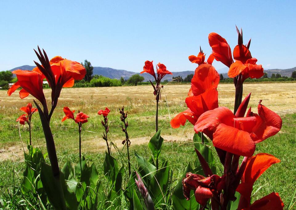 Nuestro Campo Familiar