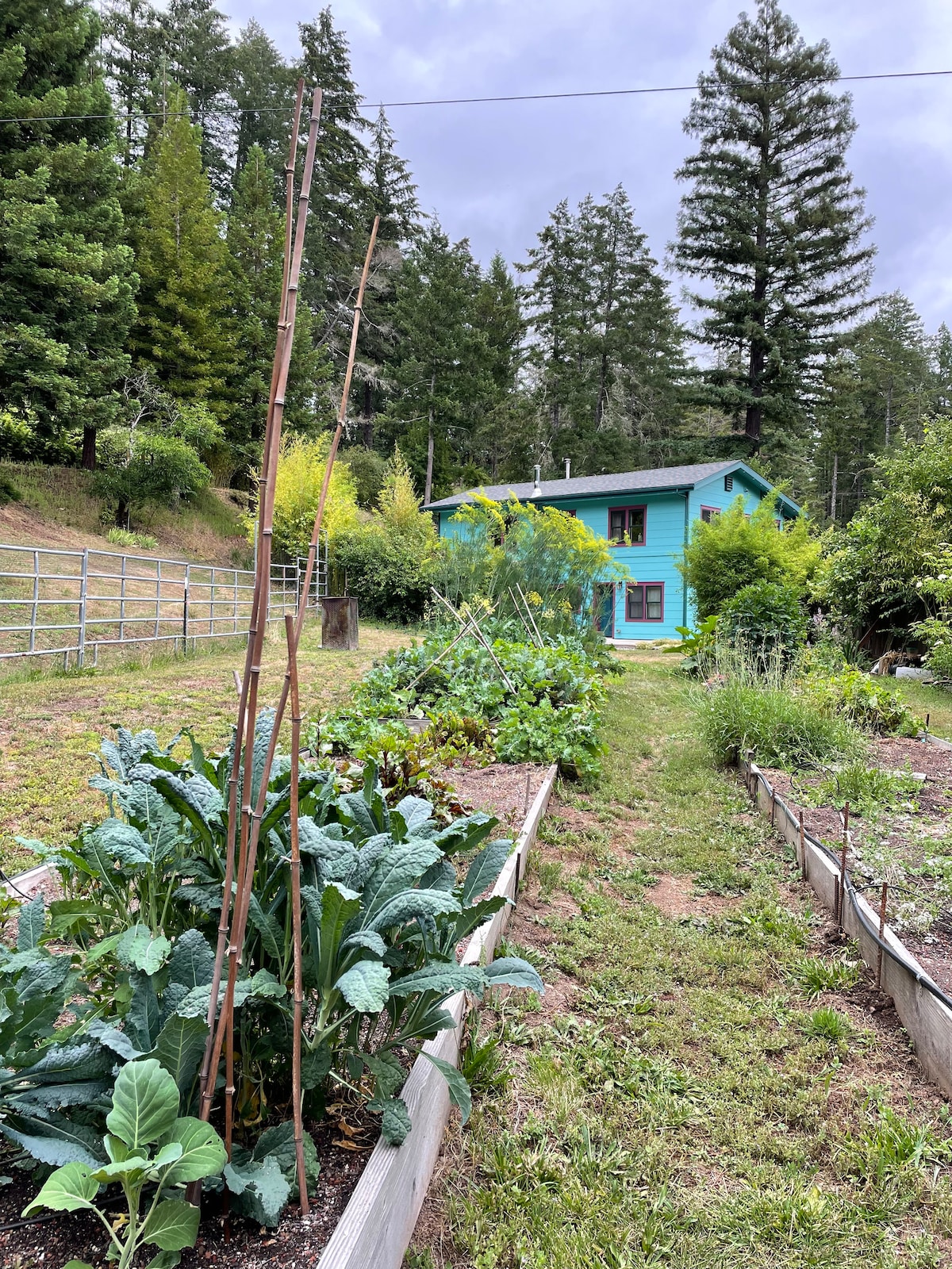The image features a vibrant blue house surrounded by lush greenery and a well-maintained garden. Raised garden beds filled with various plants, including leafy greens, line the path leading to the home. Towering trees provide a natural backdrop, adding to the serene environment.