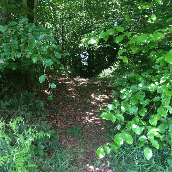 Explore the local marked walks