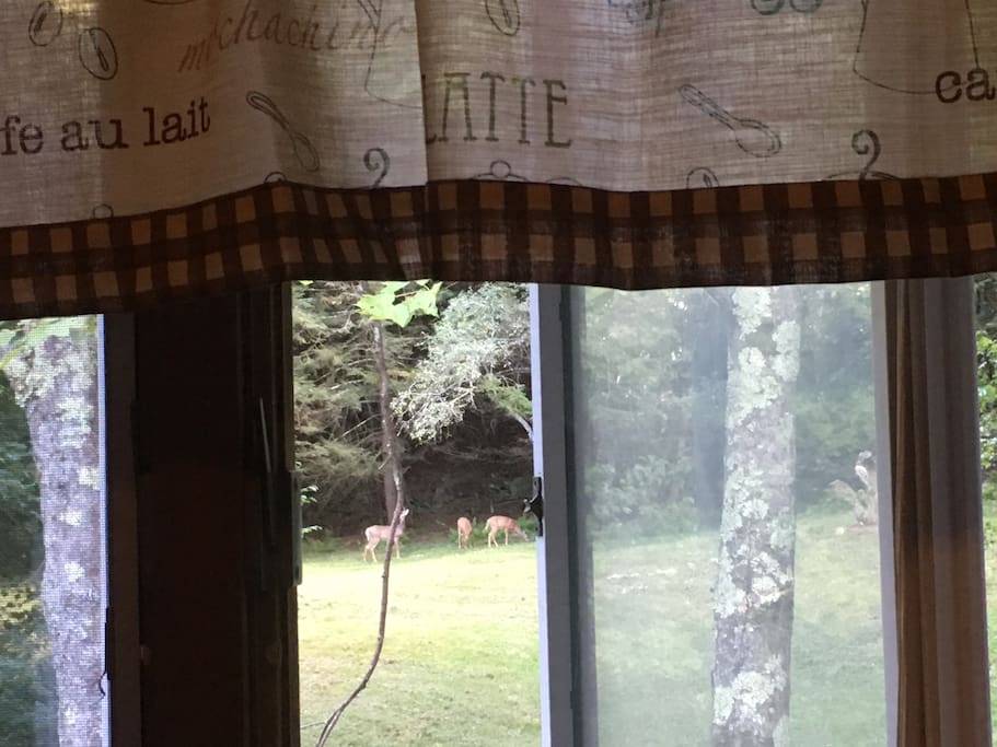 Watching deer out of the kitchen window