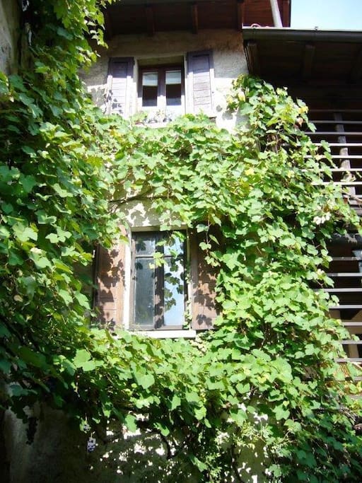 vite sulla facciata
