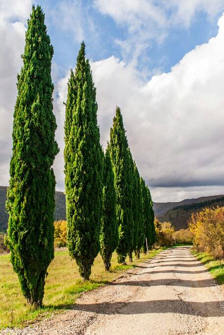 il filare di cipressi piantato da mio padre Giancarlo quando sono nato