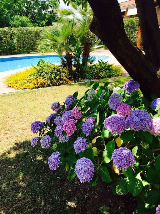 Garden in bloom.