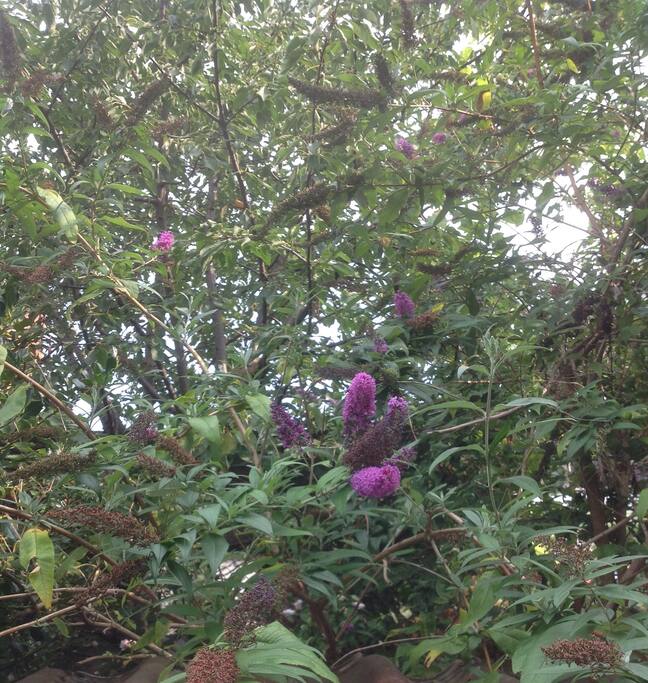 In the garden
