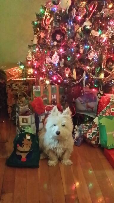 Say hi to Harley.