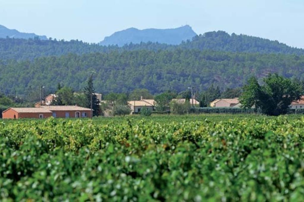 There are vignes all around...