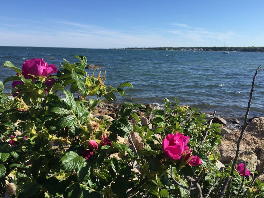 The beach roses smell heavenly.