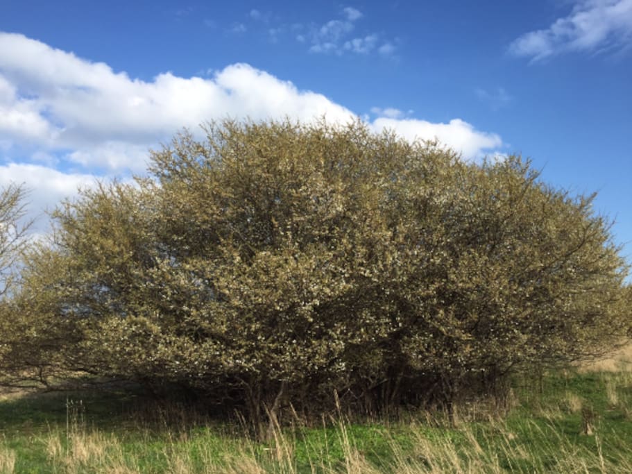Amager Fælled - a huge nature area nearby