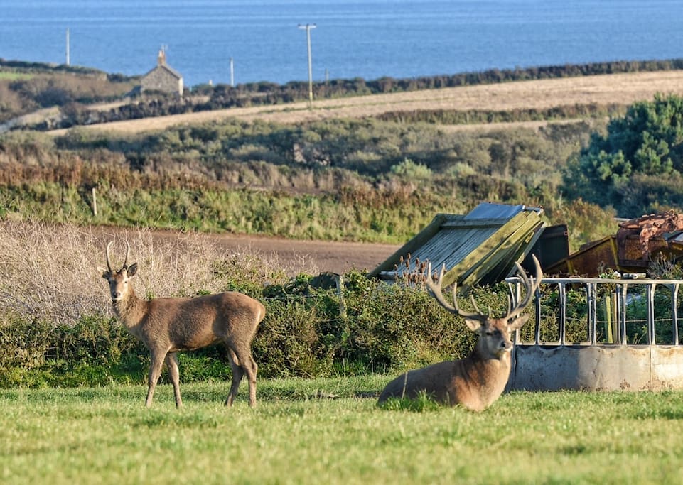 View from the compost loo window last August! (These are wild deer!!)