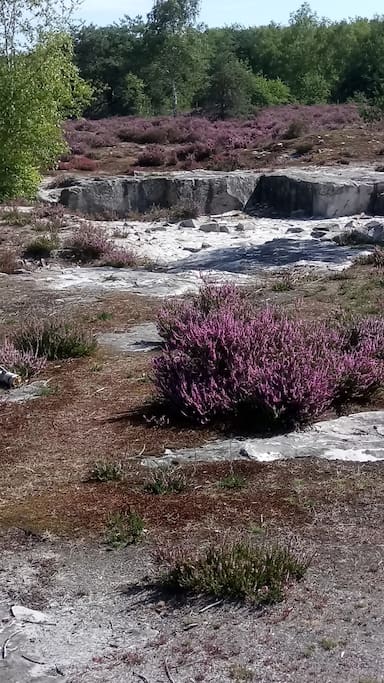 Randonnée en Forêt parmi les Rochers,dans le Sable.