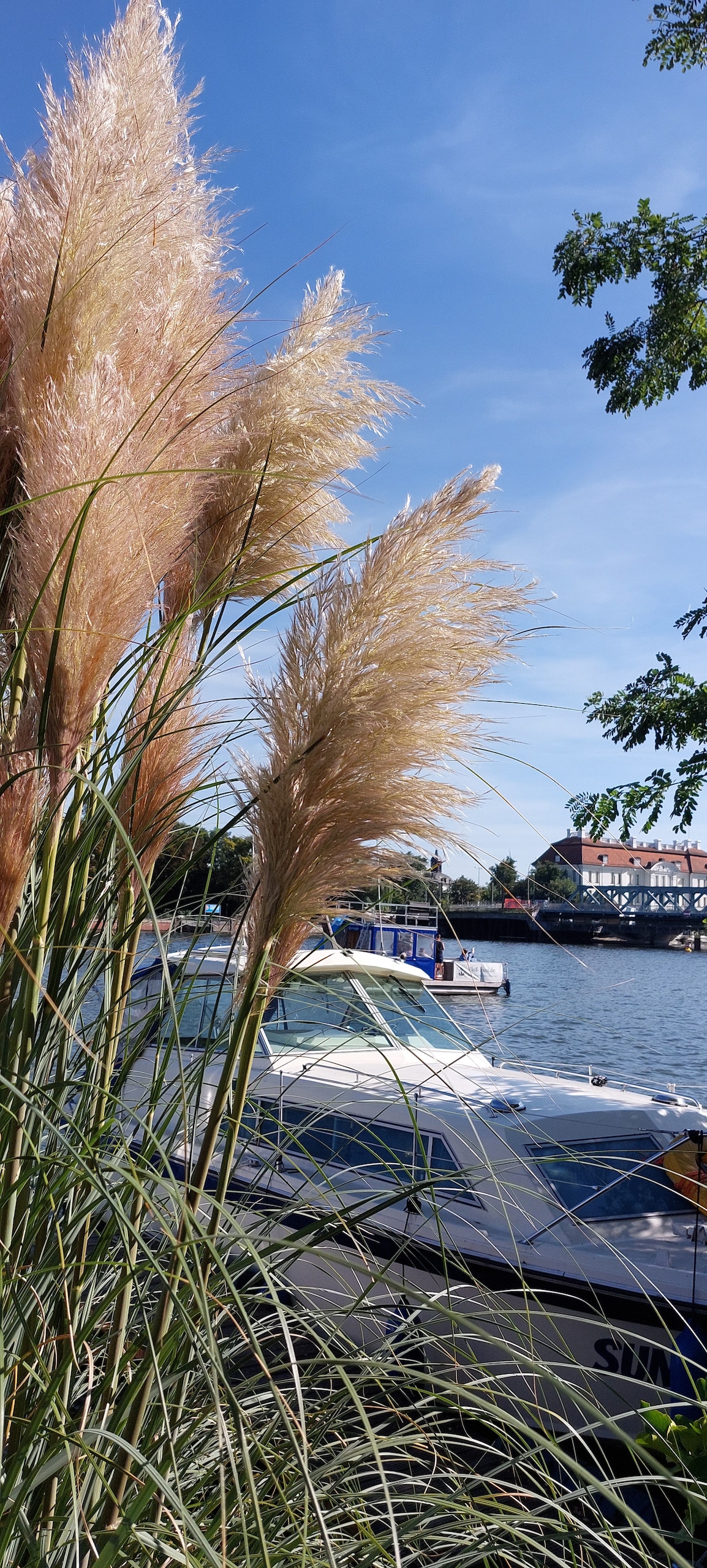 Tall, feathery grasses are framed in the foreground, softly swaying in the breeze. In the background, a calm body of water reflects the clear blue sky, while boats are moored along the shore, hinting at a serene lakeside environment.