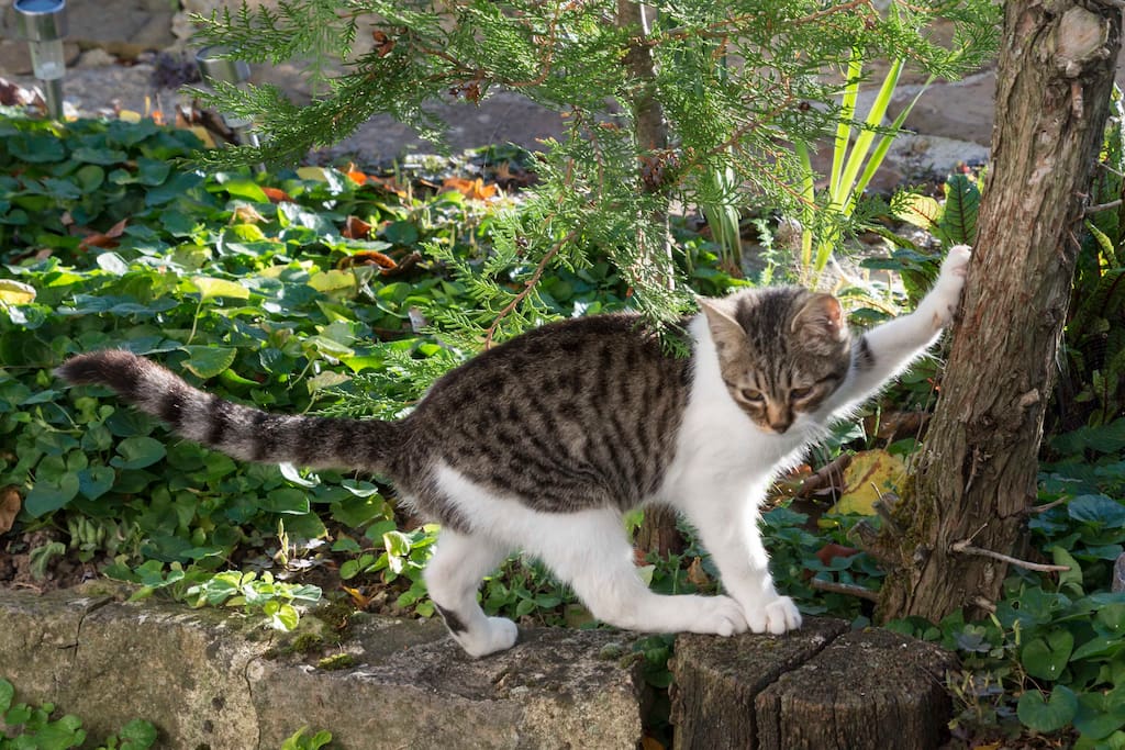 también vive algun gato!