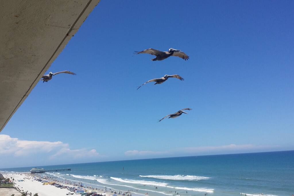 Why we call it "Pelican Pass"