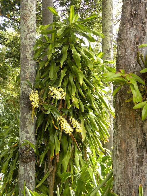 Bush orchids