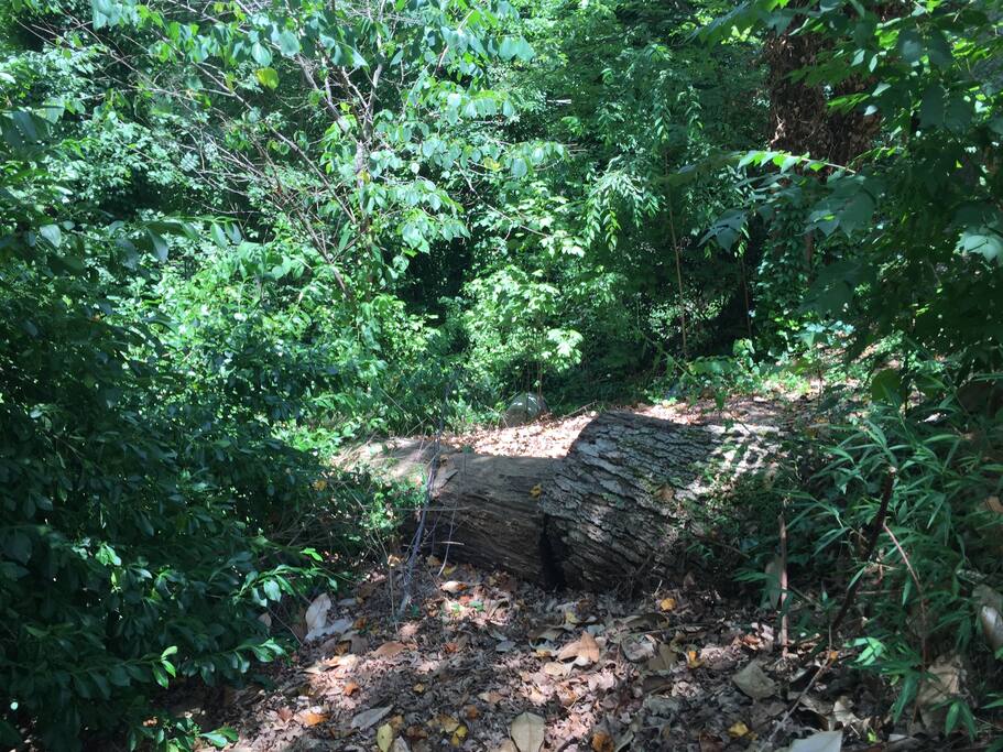 Fallen Tree