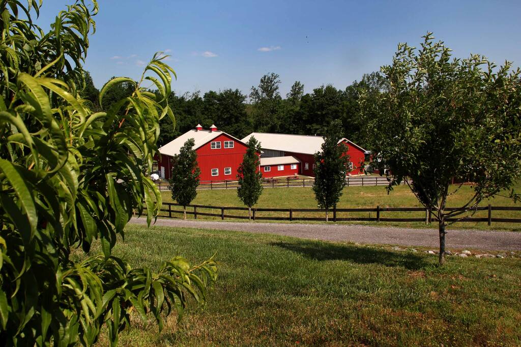 Stay on a working farm with cows, pigs, chickens. No pesticides, herbicides used on the farm. On-farm store sells our cheese, eggs, chicken, pork and beef. Fun to walk over 2 miles of track all over the farm. Tree house for children. Guided farm tours on Sat at 11 am; lessons in milking, cheese-making, chores, chicken processing, farm projects, even lumber jacking in our woods, all can be arranged. One hour from Washington, DC and Annapolis.
