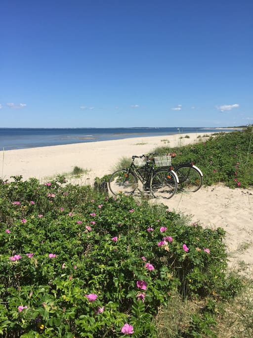 stranden i Hornbæk