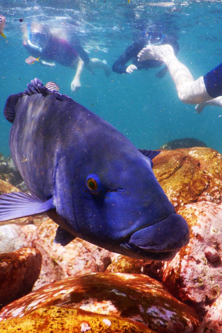Snorkel in Manly with a local expert Airbnb