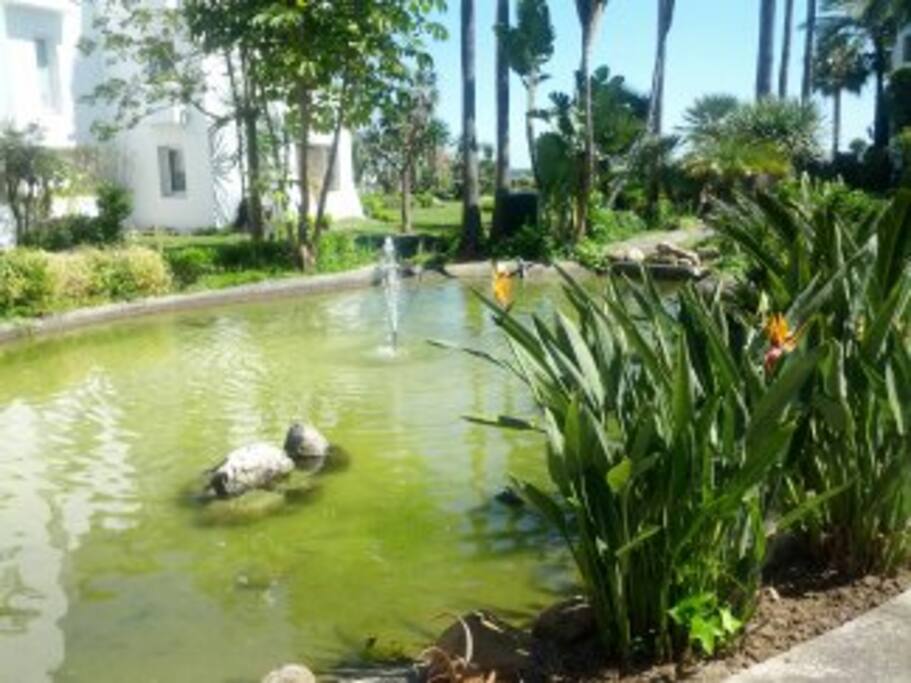 pequeños riachuelos camino a la playa, dentro de la urbanización