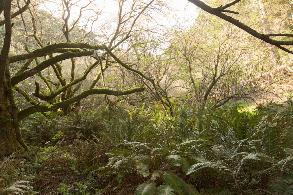 Private tour (by appt) of our fern gullies and forest walks