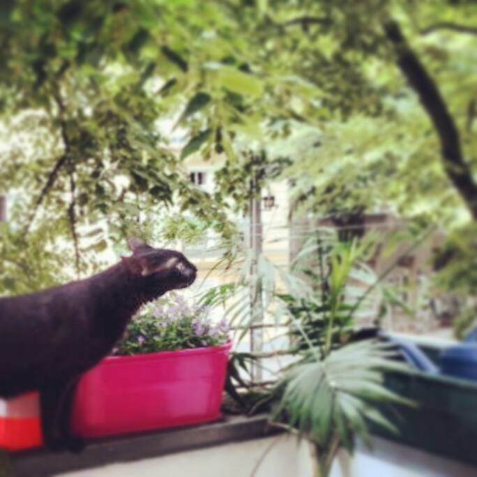 The Cat and the Balcony
