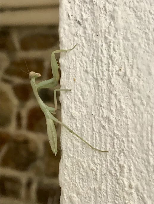 Praying mantis