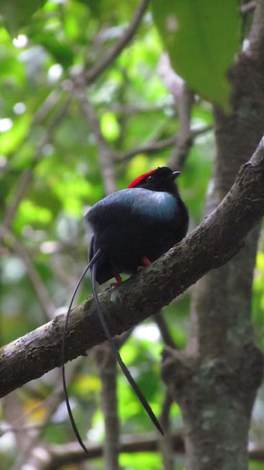 Mankin de cola larga/ Long Tailed Manakin