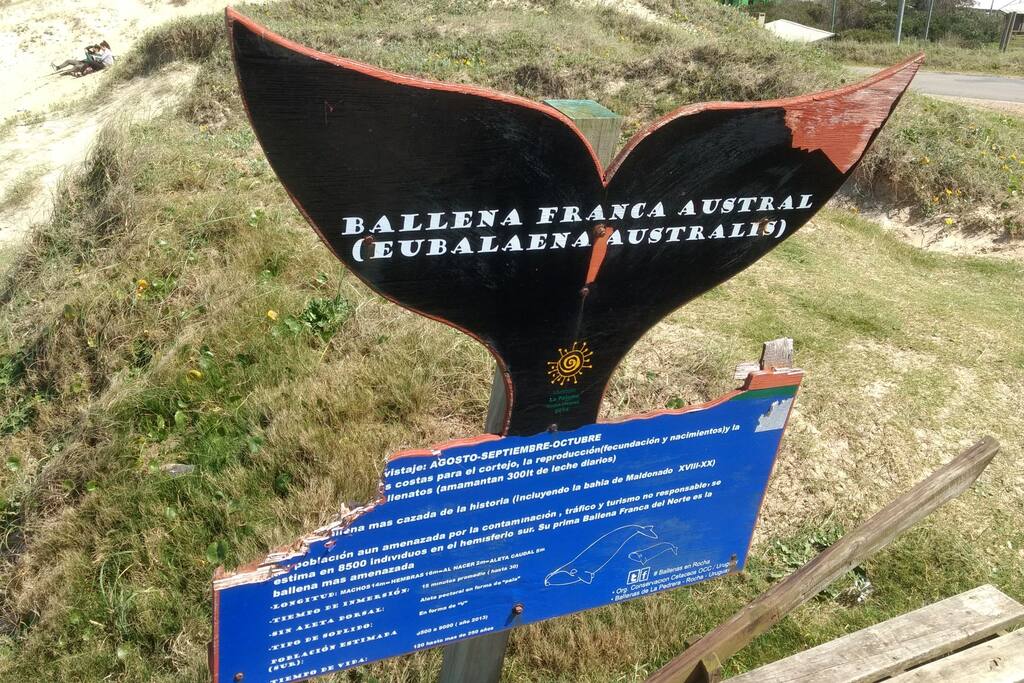 Más info y actualizaciones al minuto en el grupo de Fb @BallenasDeLaPedrera.